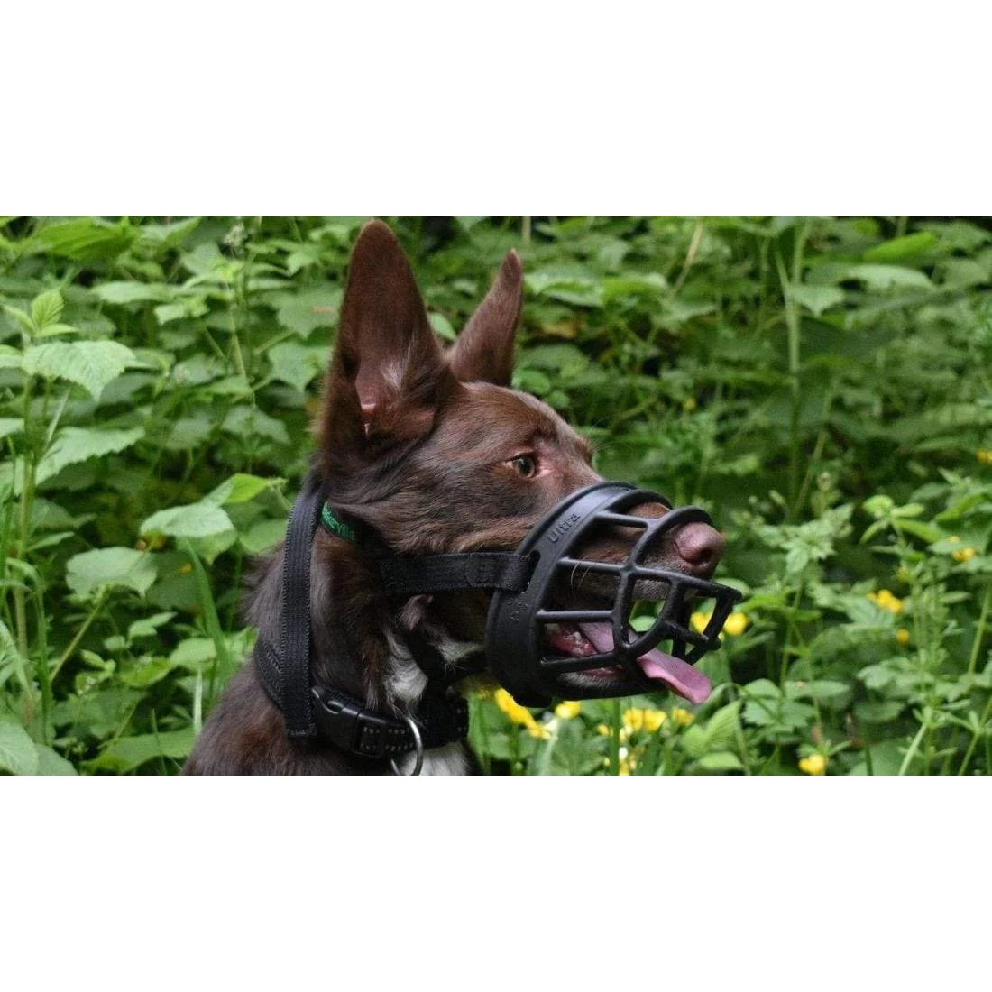Company of Animals Baskerville Ultra Dog Muzzle Size 1 - Image 6