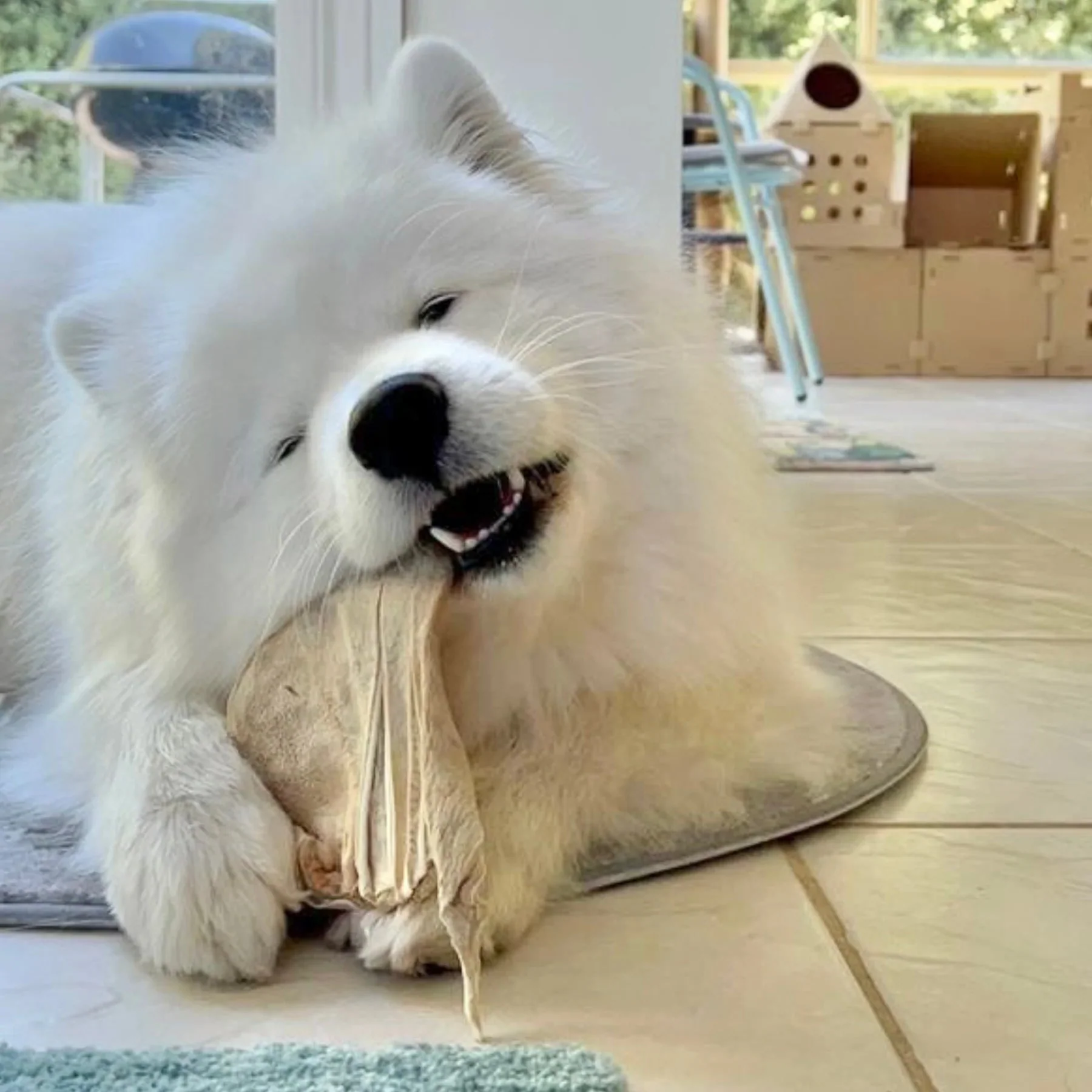 Freezy Paws Freeze Dried Pig Ear Jumbo Dog Treats 3 Pack - Image 4