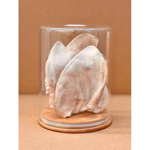 Freezy Paws Freeze Dried Pig Ear Jumbo Dog Treats 3 Pack - Image 5