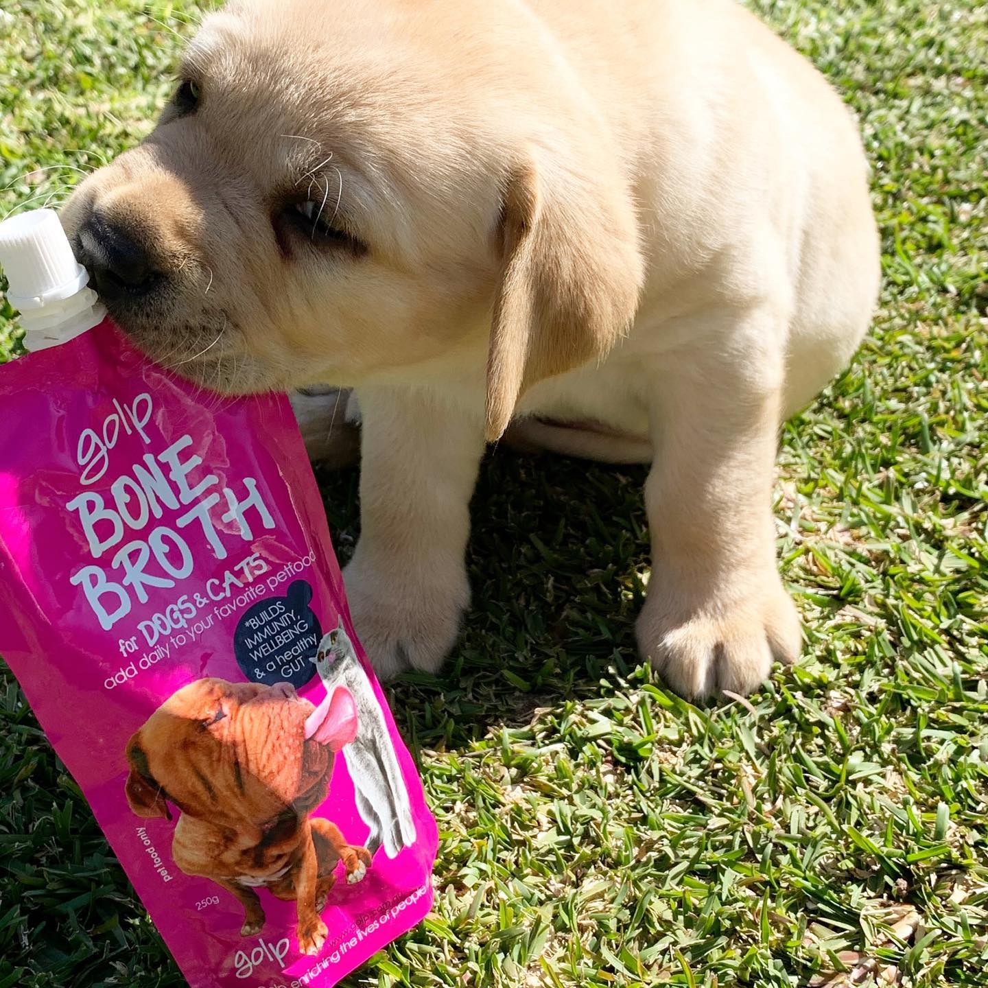 Golp Chicken Bone Broth for Dogs and Cats 250g - Image 4