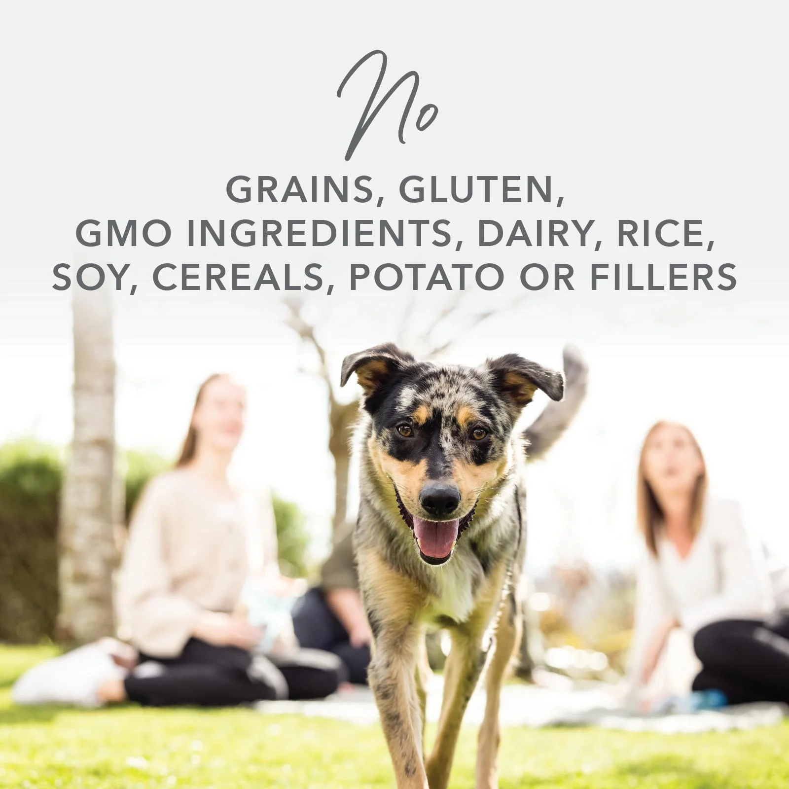 K9 Natural Chicken Feast Wet Dog Food 170g x 12 - Image 12