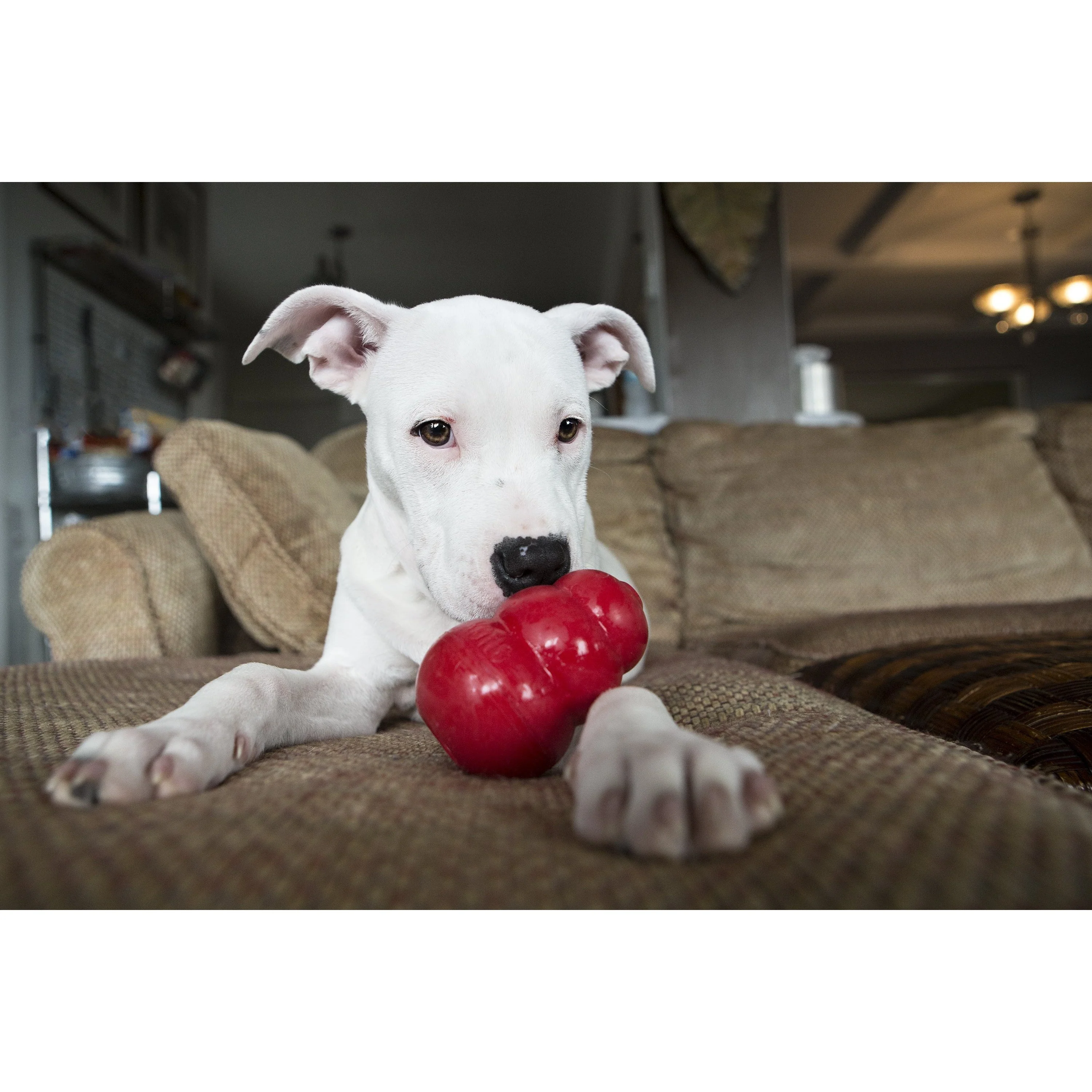 KONG Classic Large Dog Toy - Image 3