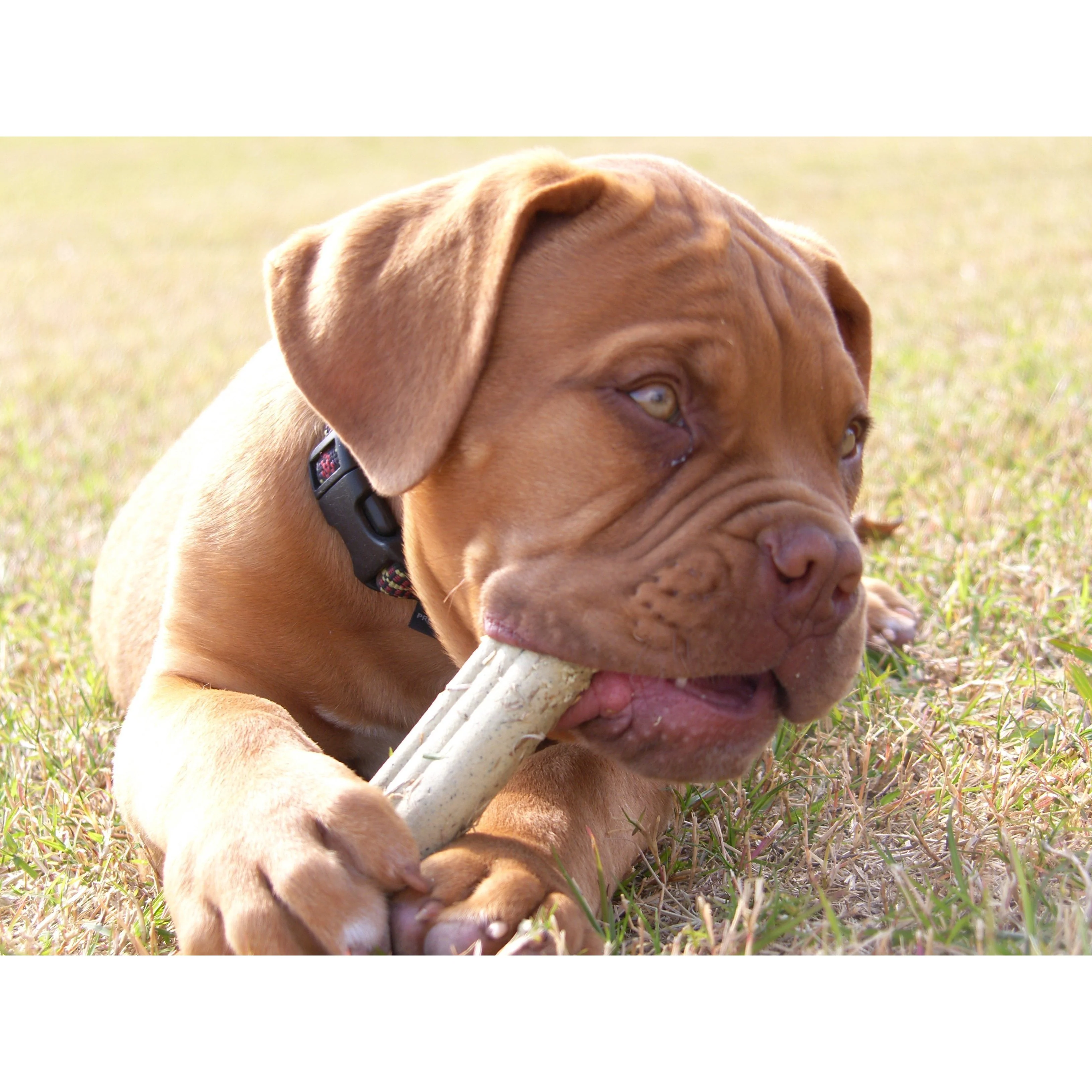 KONG Puppy Ziggies Large - Image 3