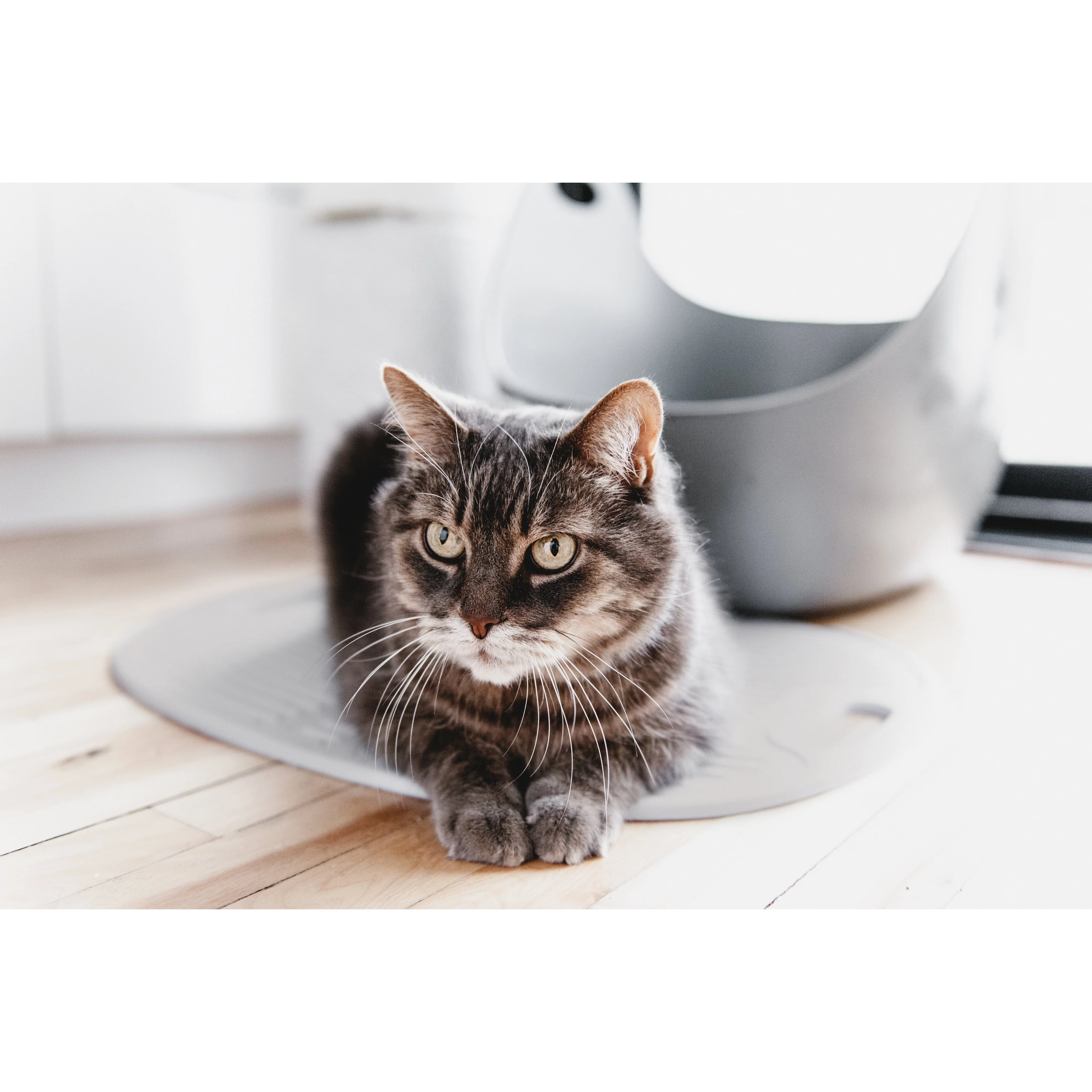 LitterLocker Cat Litter Box Mat - Image 6