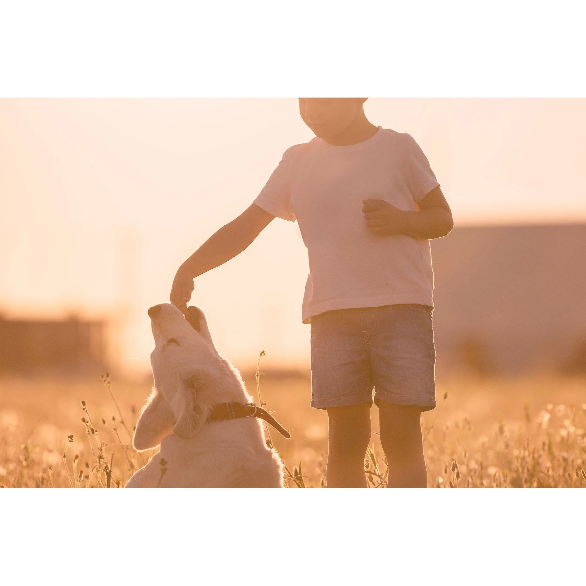 Meals for Mutts Grain Free Bacon and Eggs Dry Dog Food 2.5kg - Image 4