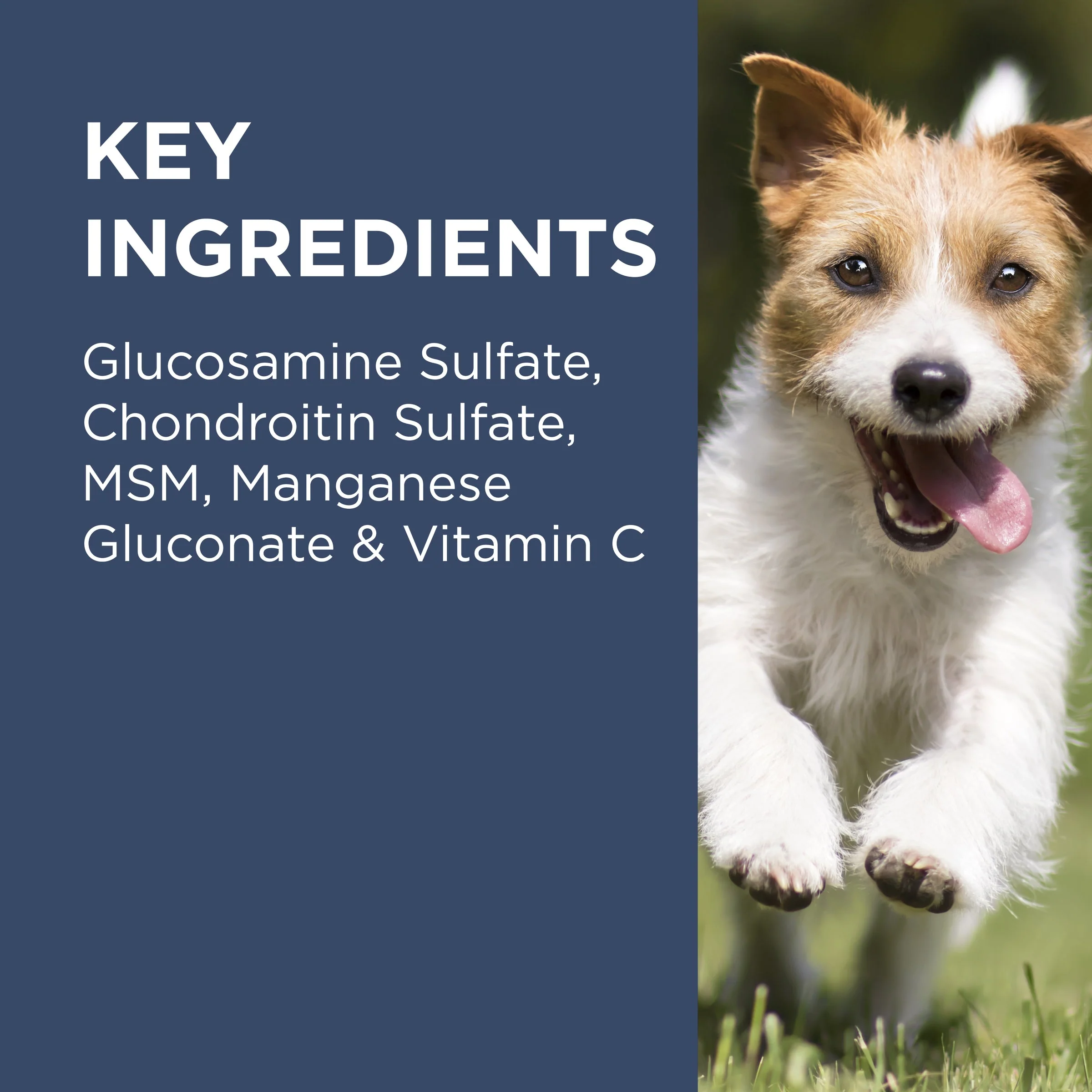 PAW by Blackmores Osteocare Joint Protect Chews for Dogs 500g - Image 6