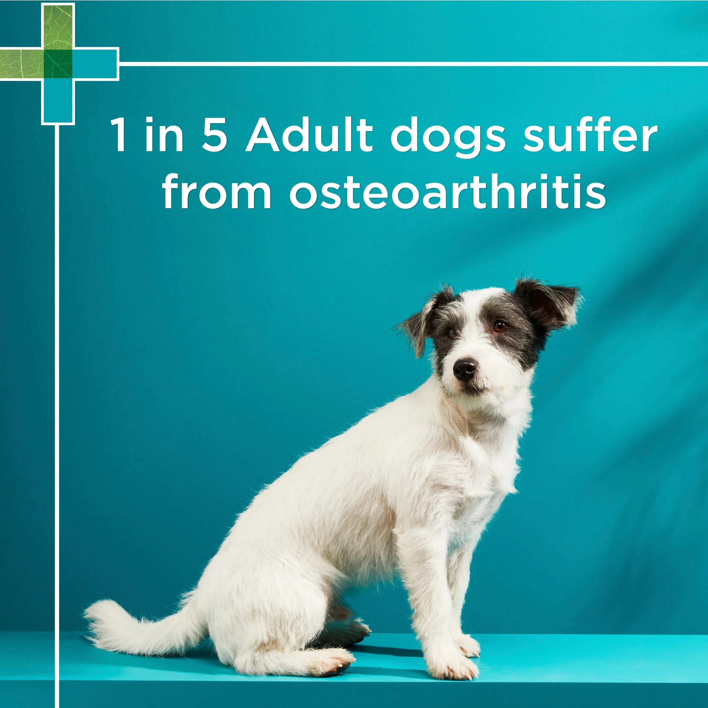 PAW by Blackmores Osteocare Joint Protect Small Chews for Dogs 75g - Image 5