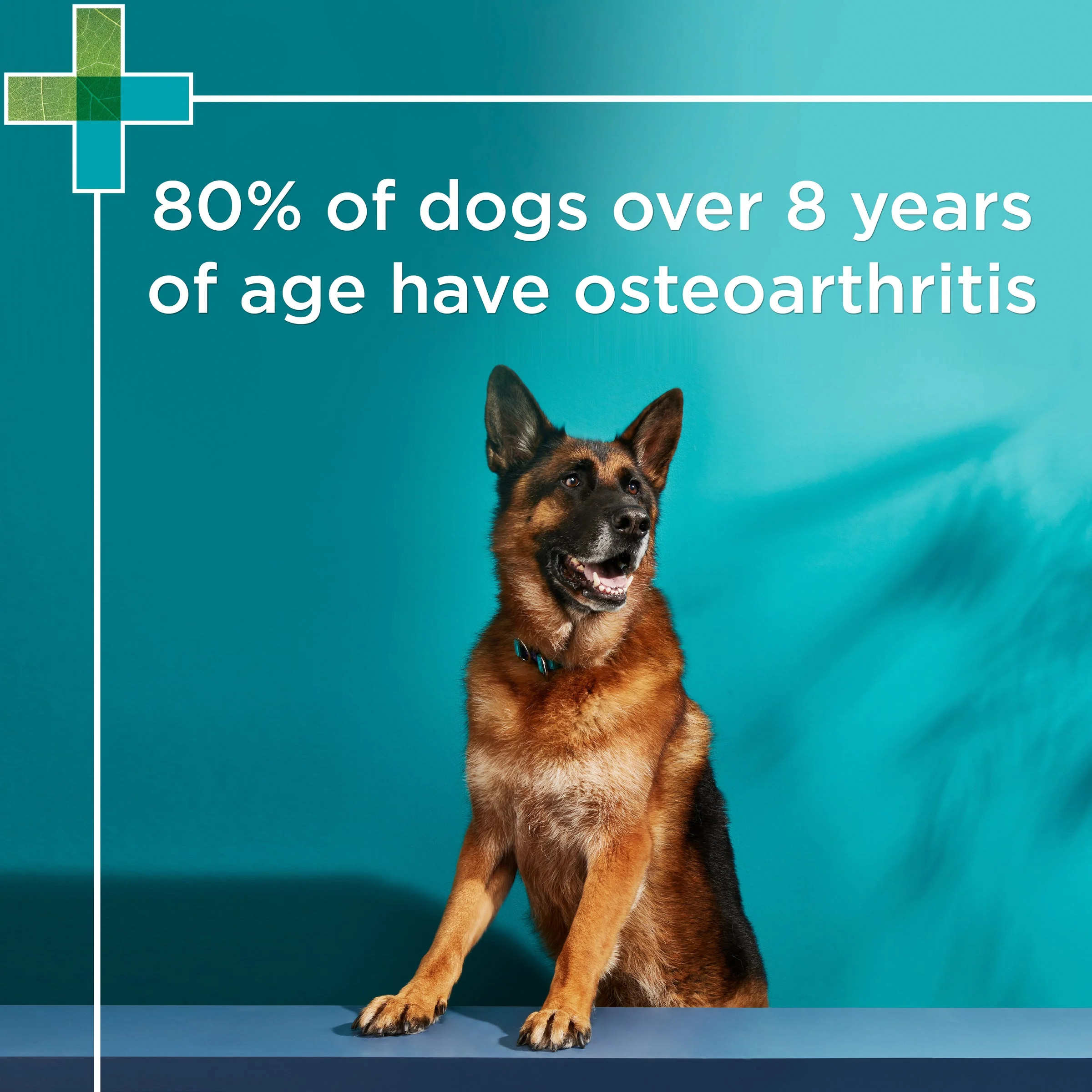 PAW by Blackmores Osteosupport Joint Care Powder Capsules for Dogs 80 Pack - Image 7