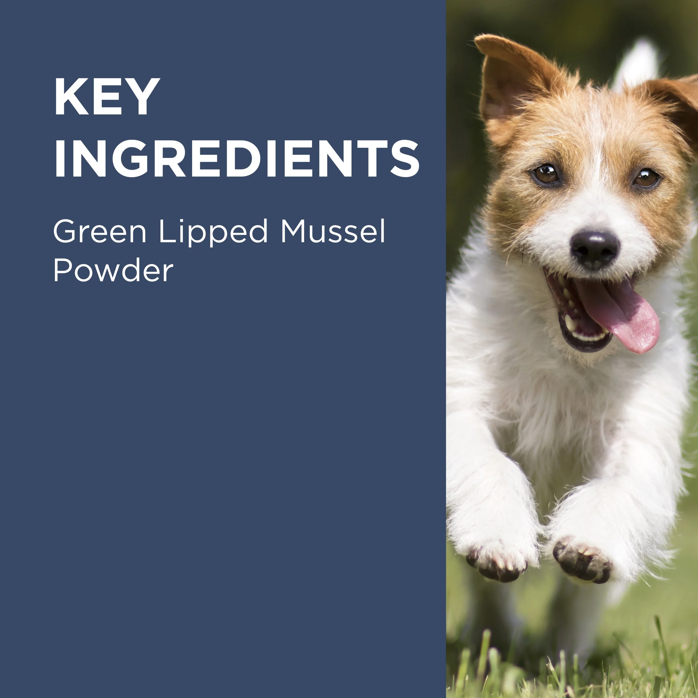 PAW by Blackmores Osteosupport Joint Care Powder Capsules for Dogs 80 Pack - Image 8