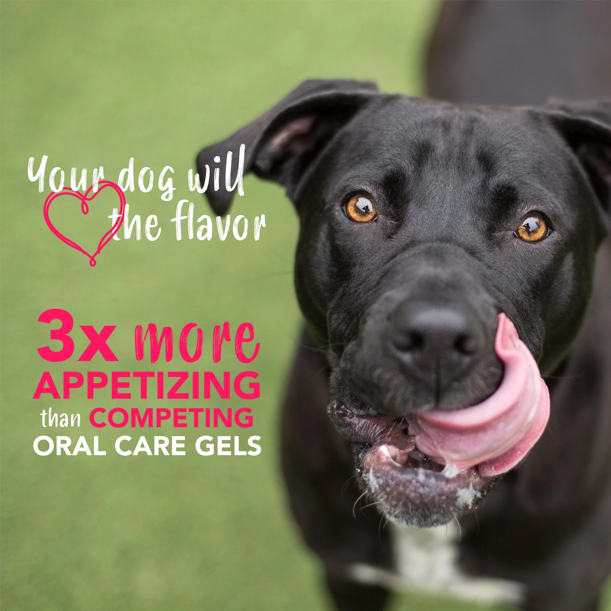 Tropiclean Enticers Fresh Breath Oral Care Kit Hickory Smoked Bacon for Large Dogs - Image 6